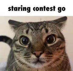 Image of a cat that is staring directly at you, with the caption: 'staring contest go'